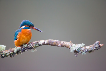 Kingfisher