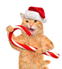 Cat in red  hat holds a Christmas candy. Isolated on white.