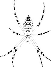 Silhouette Of Wasp Spider