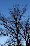 Fototapeta Na drzwi - Leafless Tree top