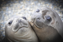 Two Elephant Seals