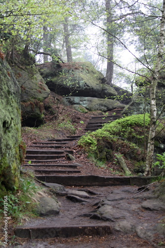 Naklejka nad blat kuchenny Stairs in the woods