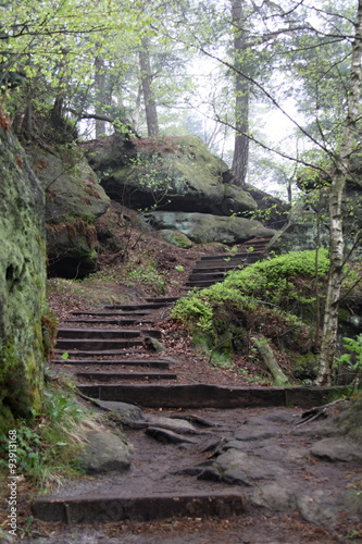 Naklejka na drzwi Stairs in the woods