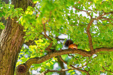 Squirrel On Branch Of Oak Tree