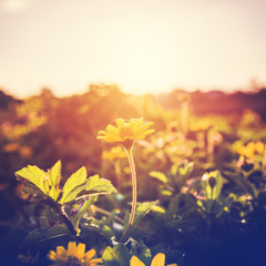 Wall Mural - Vintage of photo  flowers yellow and plants in sunset