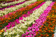 Close-up View Of Flower Bed