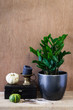 Home decoration set with zamioculcas plant and two pumpkins