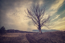 Gloomy Autumn Landscape In Vintage Processing