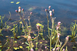green algae in bluer water lake