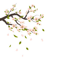 Cherry Blossom, Branch of Tree with Flying Petals Isolated on Wh