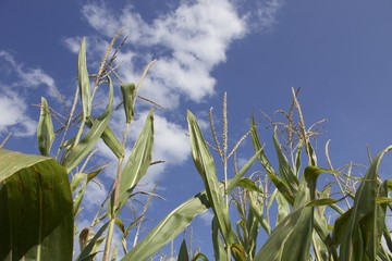 corn tops, patch