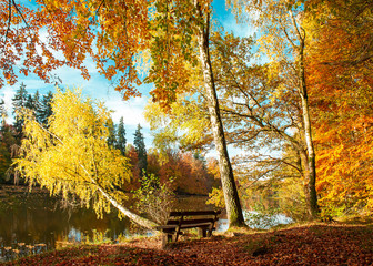 Wall Mural - beautiful autumn forest landscape. fall in park