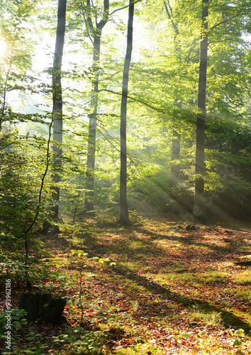 Naklejka dekoracyjna Morning in the forest