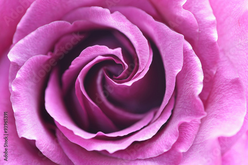 Naklejka dekoracyjna Close up of Purple Rose