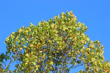 Tree top and blue sky