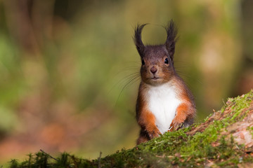 Wall Mural - Red Squirrel