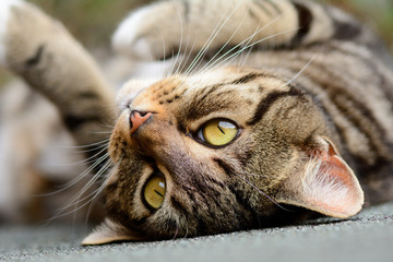 Tabby cat upside down on shed roof