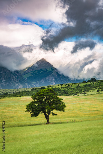 Lonely tree on background of mountains in Umbria, Italy Poster