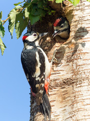 Wall Mural - Great-spotted woodpecker feeding chick