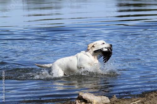 a nice yellow hunting labrador retrieving