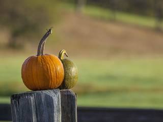 Two Pumpkins on an Old Fence Posts in Vermont