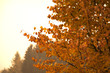 © PixlMakr - Blattwerk im Herbst