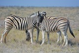 Fototapeta Konie - Steppenzebras (Equus Quagga) im Etosha Nationalpark