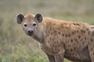 portrait of wild spotted hyena
