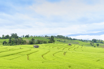 The rice terrace in the northern of Thailand