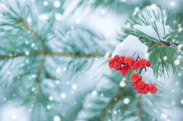 Wall Mural - Winter nature background with a snowy coniferous branch and red rowan