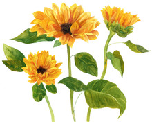 Three Watercolor Sunflowers With Green Leaves On White Background