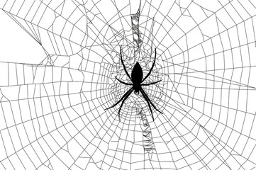 spider and spider web
