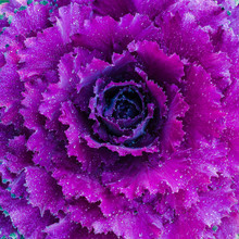 Purple Ornamental Decorative Flowering Cabbage Covered With A Morning Dew