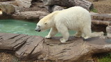 niedźwiedź polarny - biały - Ursus maritimus