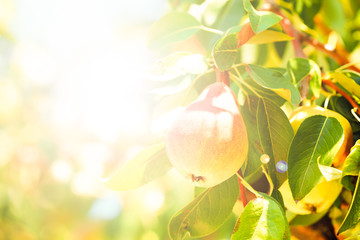 Canvas Print - Branch of pear tree close up