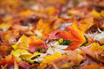 Wall Mural - colorful autumn maple tree leaves nature background