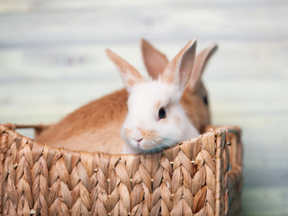 Charming baby bunnies in a basket