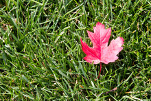 Single Red Maple Leaf On Mowed Grass