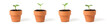 Four tiny seedlings in terra cotta pots.