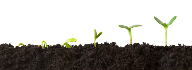 growth sequence - a sequence of seedlings growing progressively taller, isolated against a white bac