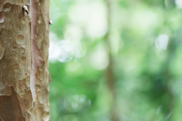 Eucalyptus tree trunk closeup.Green leaves background. Beautiful autumn morning in the forest. Vintage retro effect style pictures. Blur bokeh background.