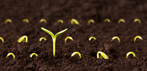 growing tall - one plant growing taller than all the other seedlings in the dirt. concept for succes