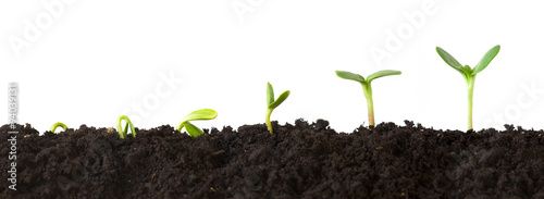 Cuadros en Lienzo Growth Sequence - A sequence of seedlings growing progressively taller, isolated against a white background