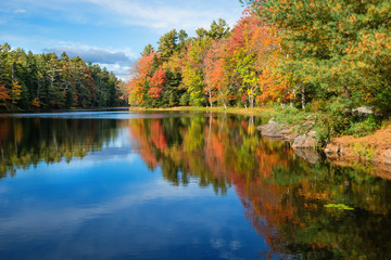 Wall Mural - tree reflections in pond on sunny autumn day in new england