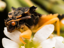 Black Ambush Bug With Orange Eye On White Aster