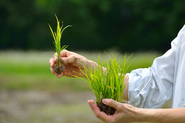 Wall Mural - Hands holding rice sprout