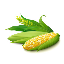 Cobs Of Yellow Colourful Indian Corn On White Background