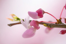 Redbud Tree Isolated In Spring Blooming With Flowers