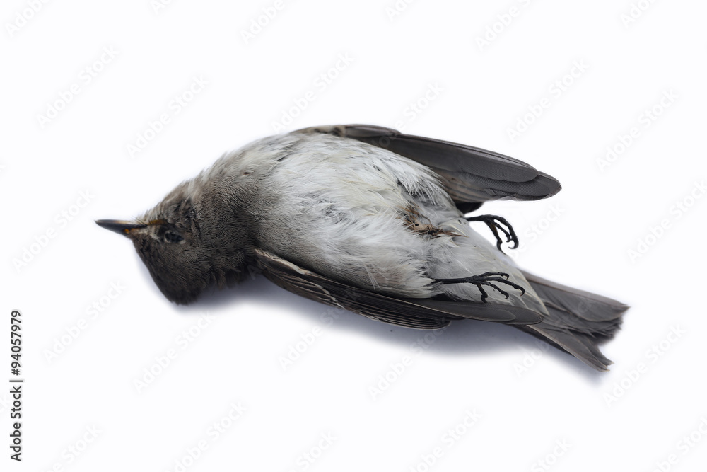 dead bird background in nature, isolated dead bird on white.