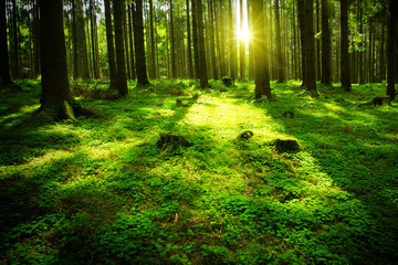 Wall Mural - Summer forest with sun and shadow